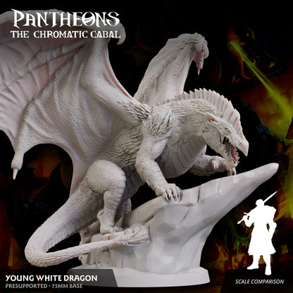 Young White Dragon